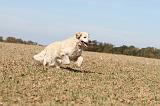 GOLDEN RETRIEVER 132